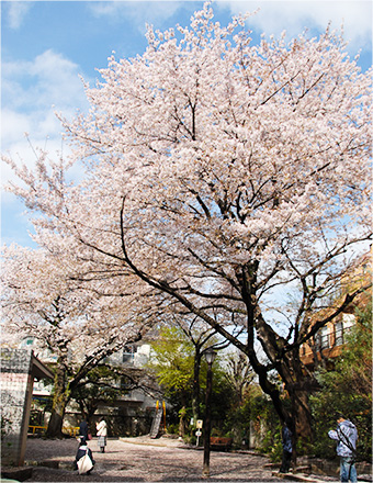 西荻北中央公園